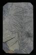 Pennsylvanian Horsetail (Asterophyllites) Fossil - France #31953-1